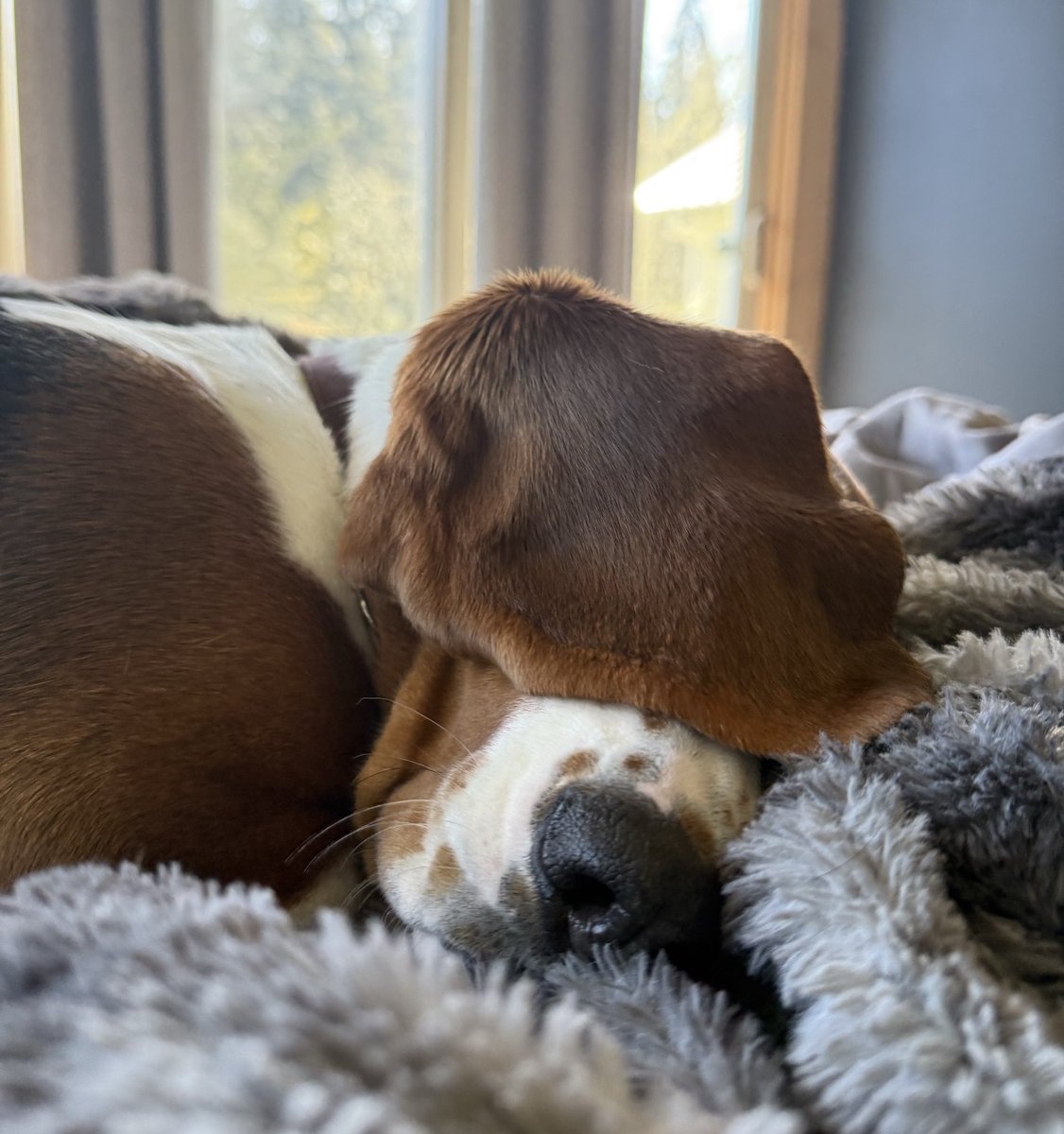 Alison Atwell tweet media