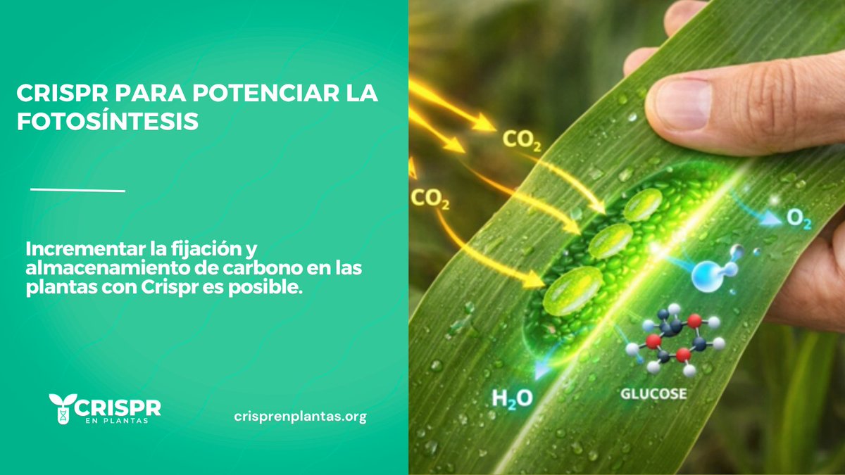 Acosemillas tweet media