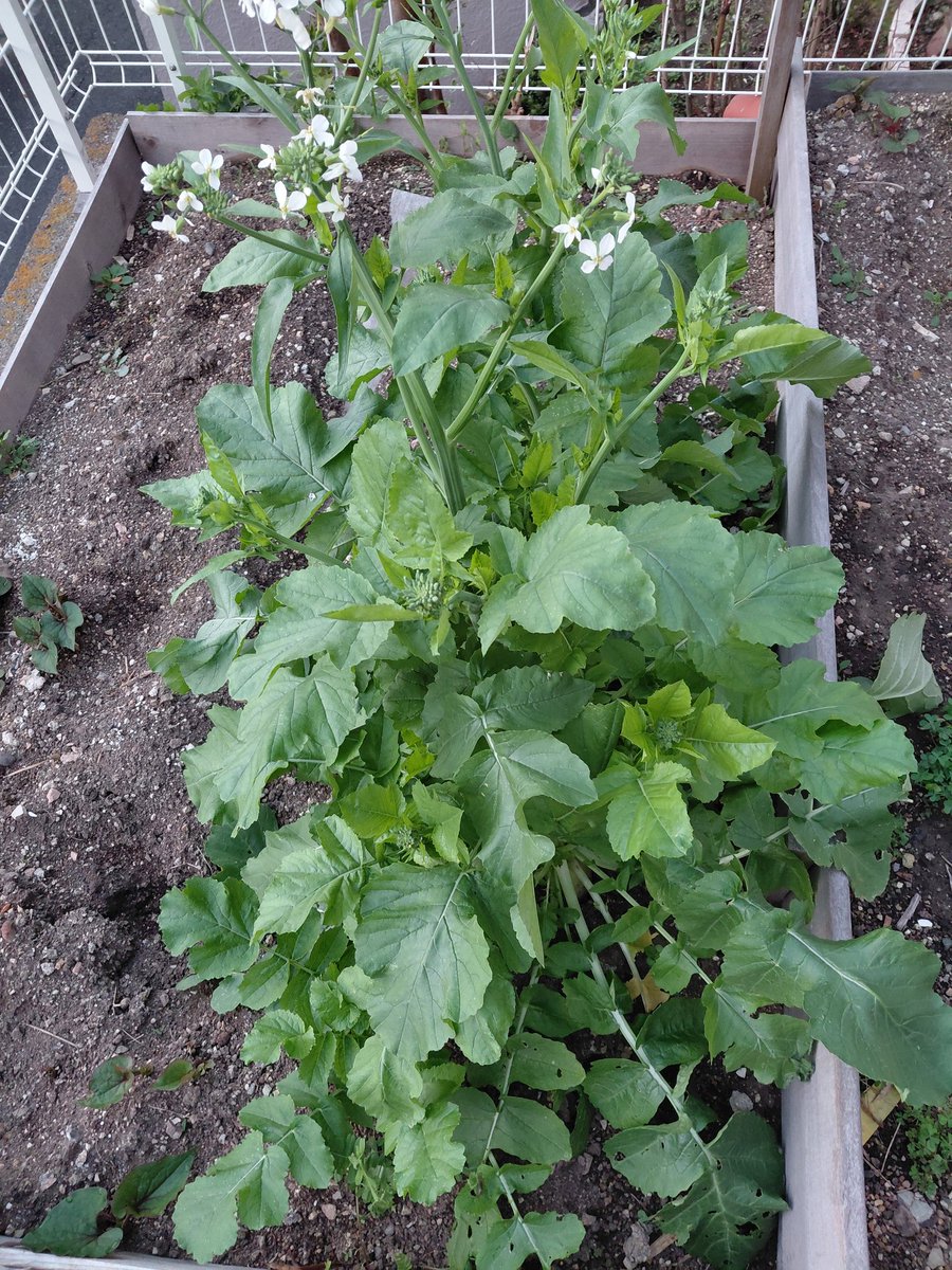 大根、かなり育ってきた！

おはようございます┏○ﾍﾟｺｯ
#家庭菜園