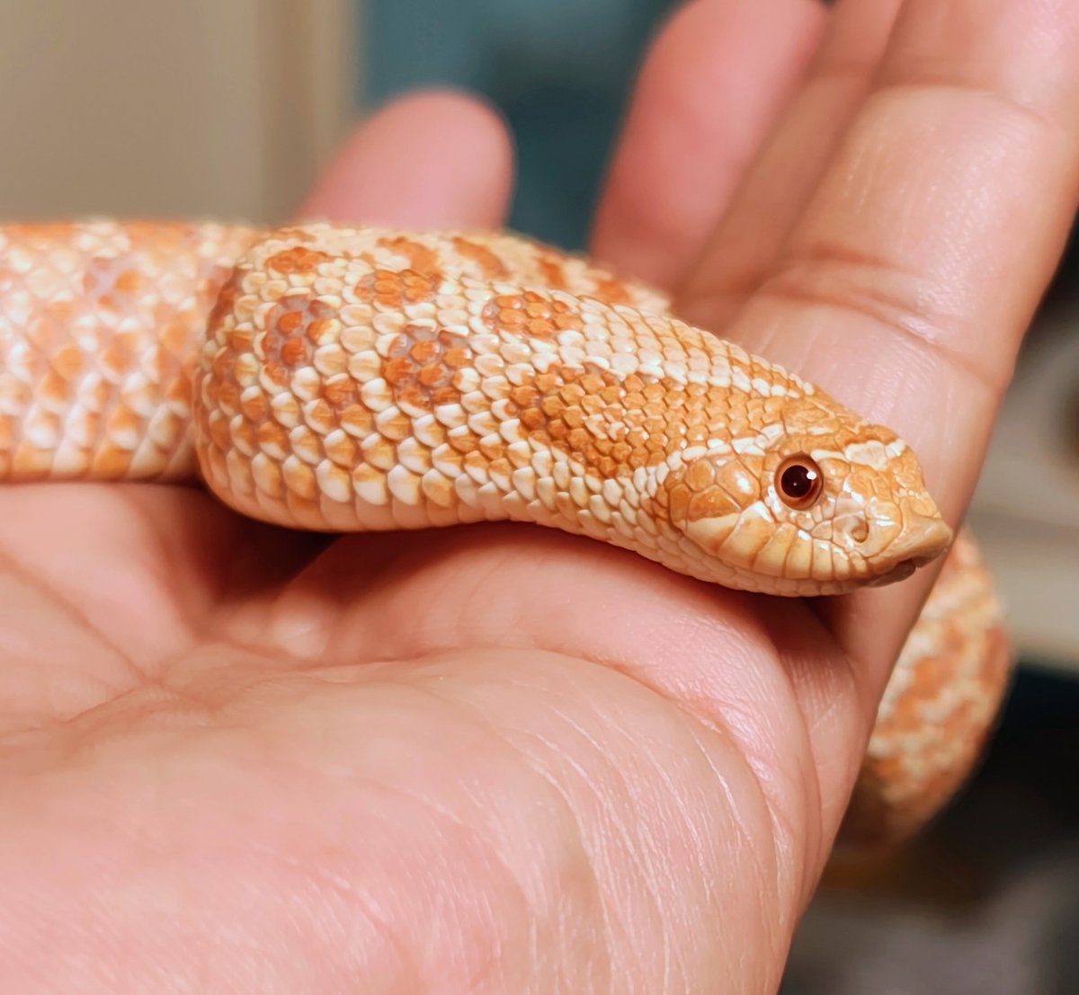 ネコ軍曹R© tweet media