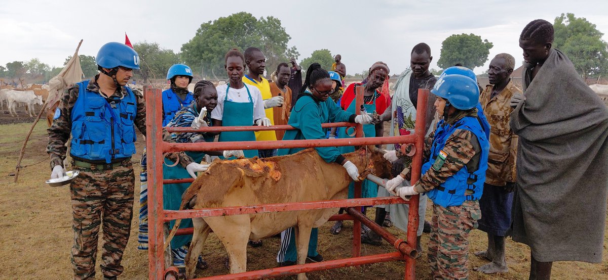 unmissmedia's tweet image. To strengthen community resilience, #UNMISS #Indian 🇮🇳 peacekeepers in Bor have trained 60 women to become animal health workers, empowering them to care for livestock and educate cattle keepers while earning an income for their services in #SouthSudan 🇸🇸

Read more: