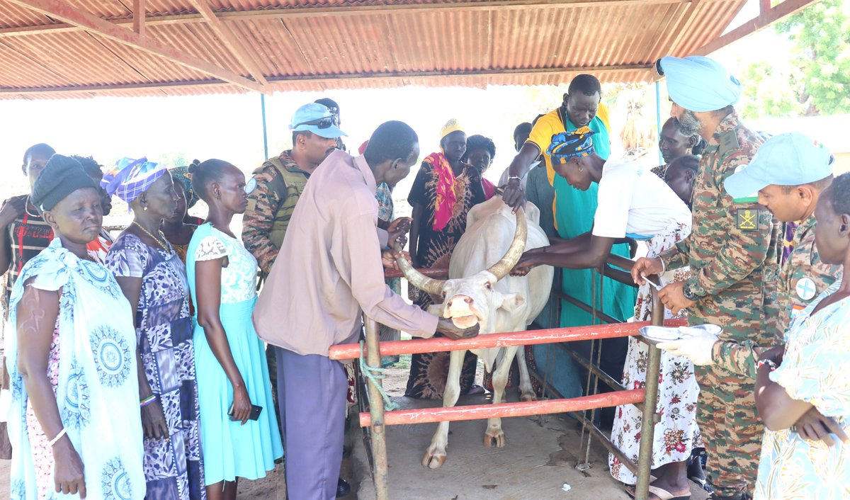 unmissmedia's tweet image. To strengthen community resilience, #UNMISS #Indian 🇮🇳 peacekeepers in Bor have trained 60 women to become animal health workers, empowering them to care for livestock and educate cattle keepers while earning an income for their services in #SouthSudan 🇸🇸

Read more: