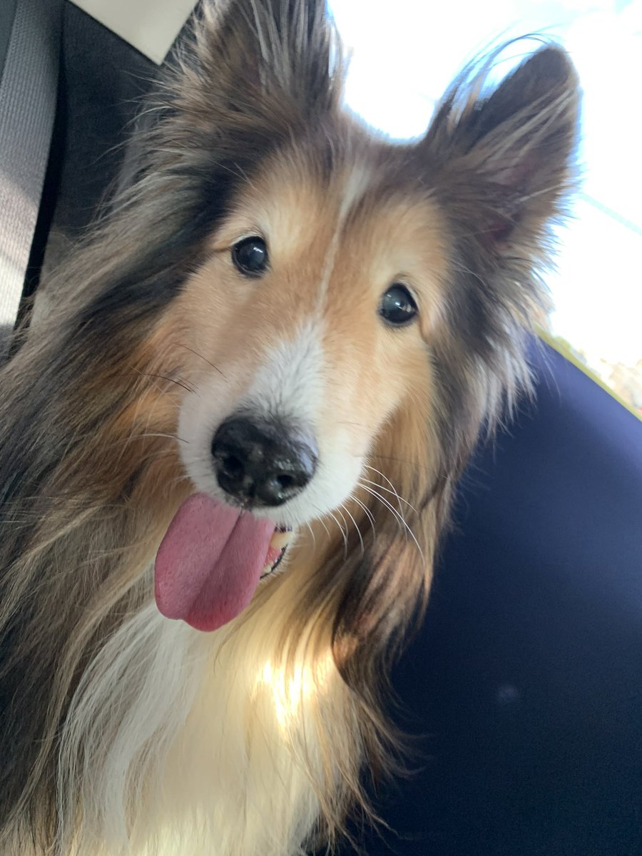 坂上シュウ Syu Sakagami 絵仕事募集中 tweet media