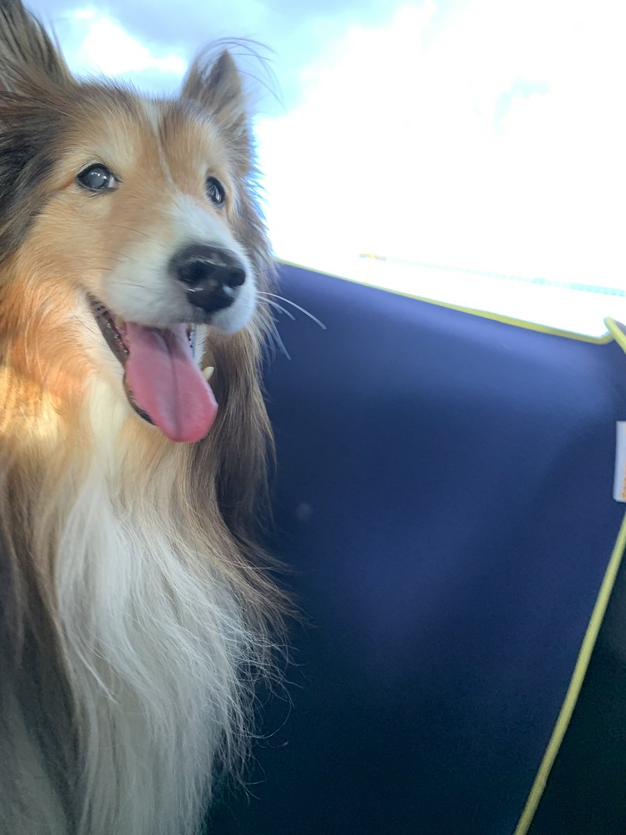 坂上シュウ Syu Sakagami 絵仕事募集中 tweet media