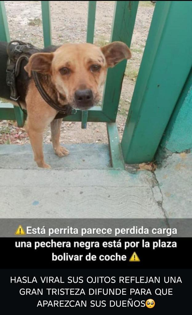 #Caracas
#Coche

Esta perrita apareció por la Plaza Bolivar de Coche.
Favor difundir🙏🏻🥹🐶💔
Gracias 🫂🇻🇪