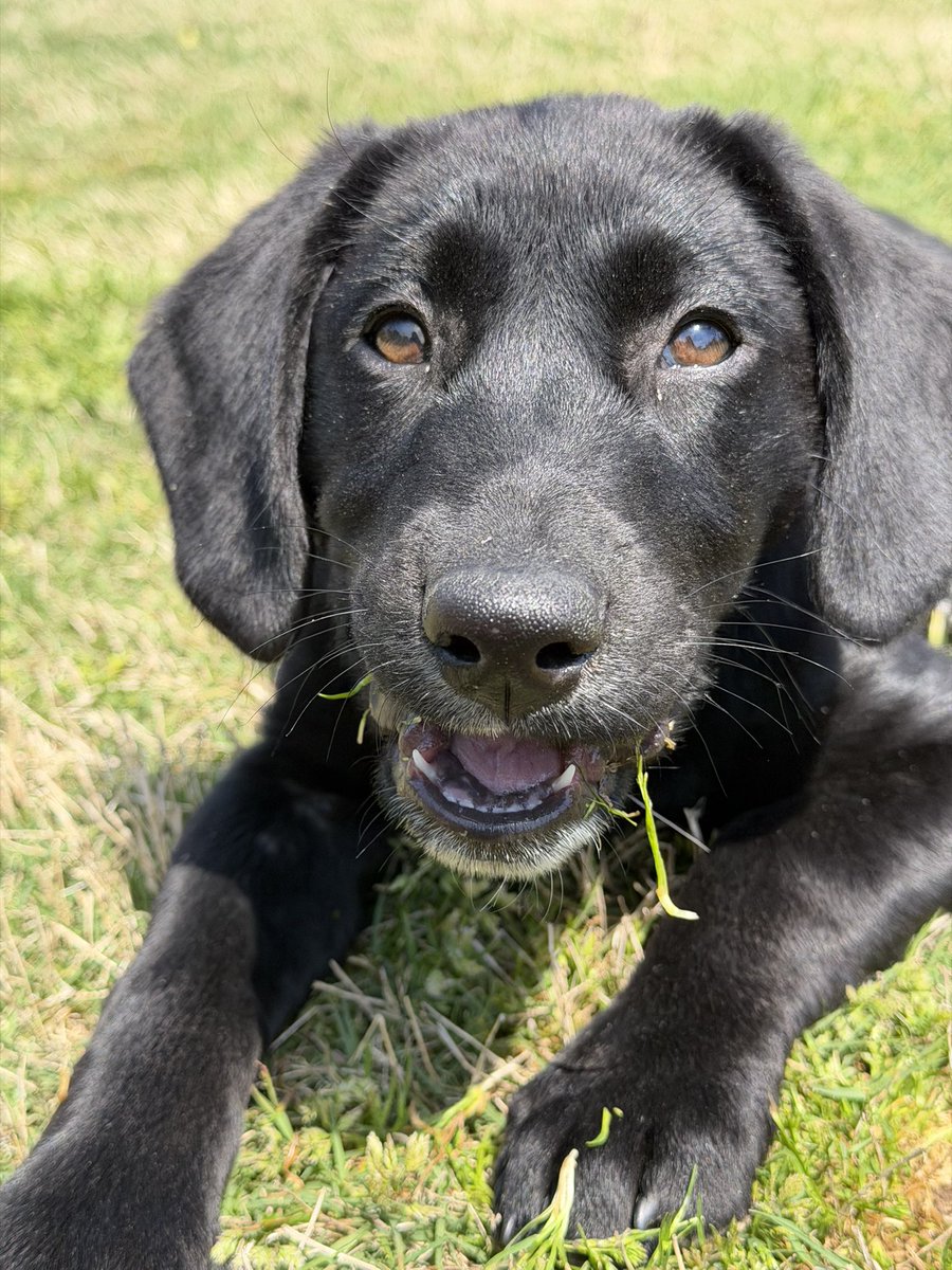 𝗣𝗲𝗻𝗻𝘆 𝗟𝗮𝗻𝗲- Lawn Potato TM tweet media