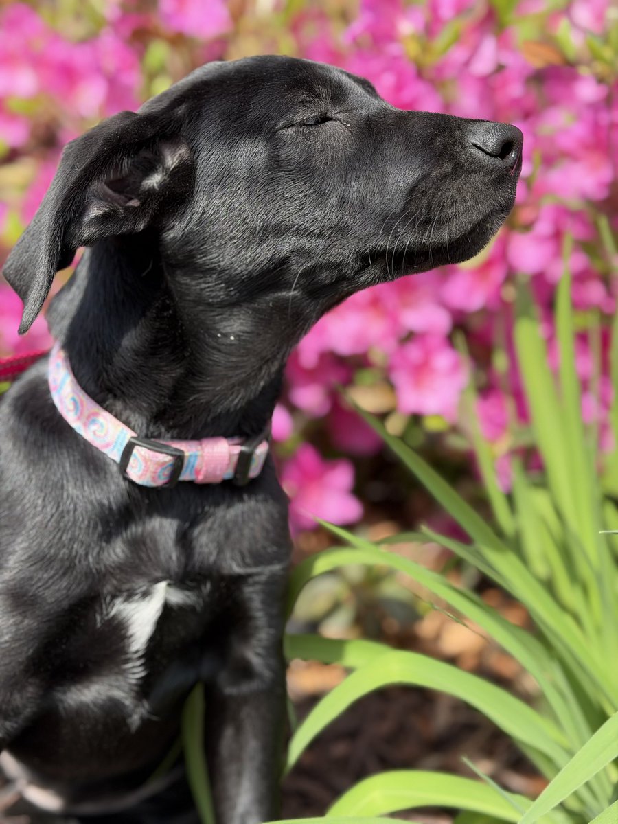 𝗣𝗲𝗻𝗻𝘆 𝗟𝗮𝗻𝗲- Lawn Potato TM tweet media