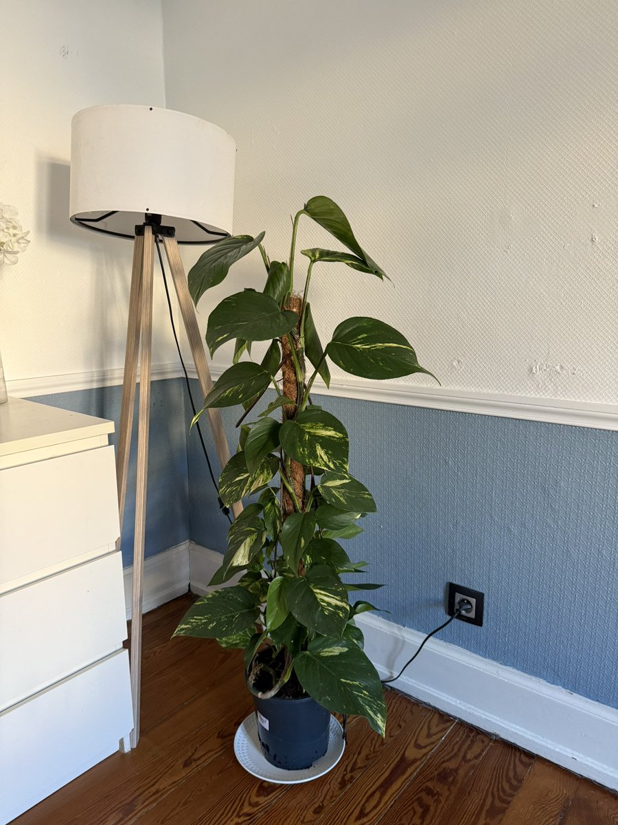 Tracassin tweet media