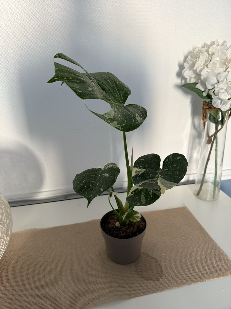 Tracassin tweet media