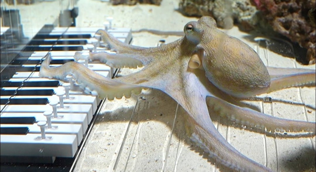 Scritshell tweet media