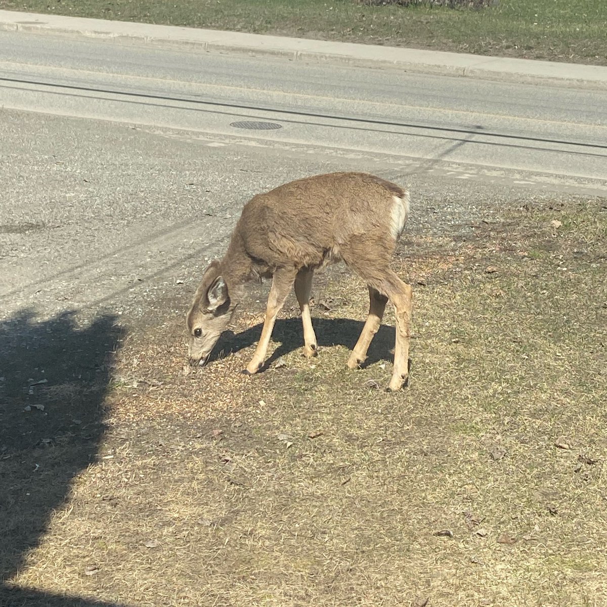 rabid dog tweet media