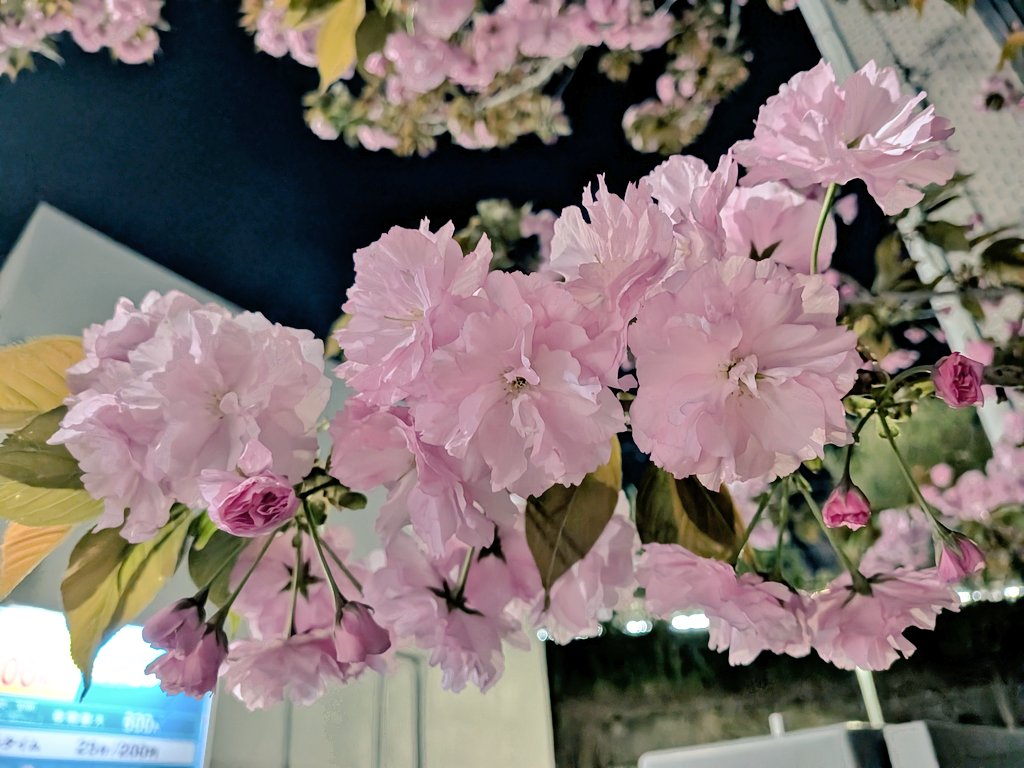 ろざんな。🚗4y🍙 tweet media