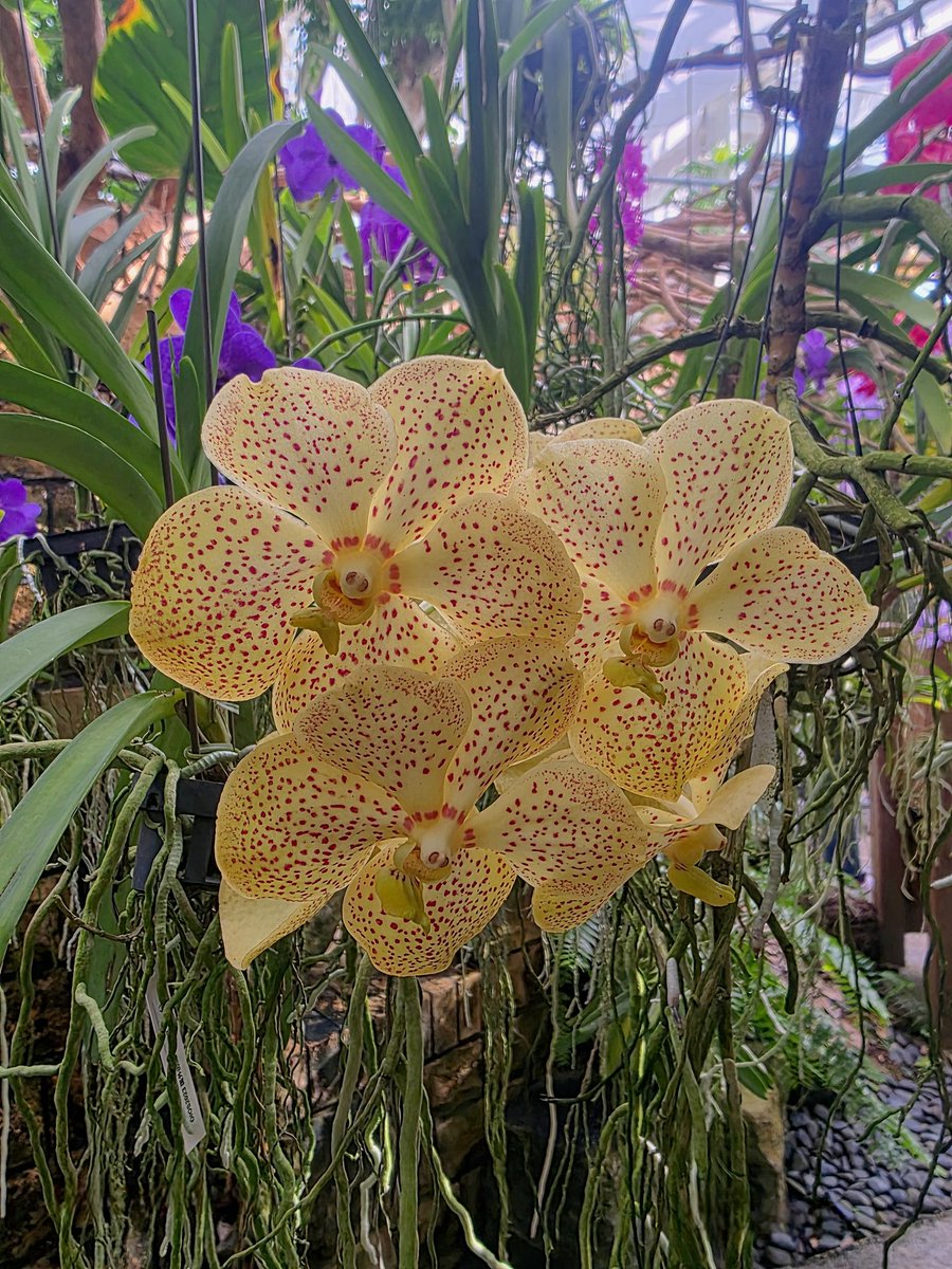 Daniel Sunden, Poet 🇸🇪🇺🇲 tweet media