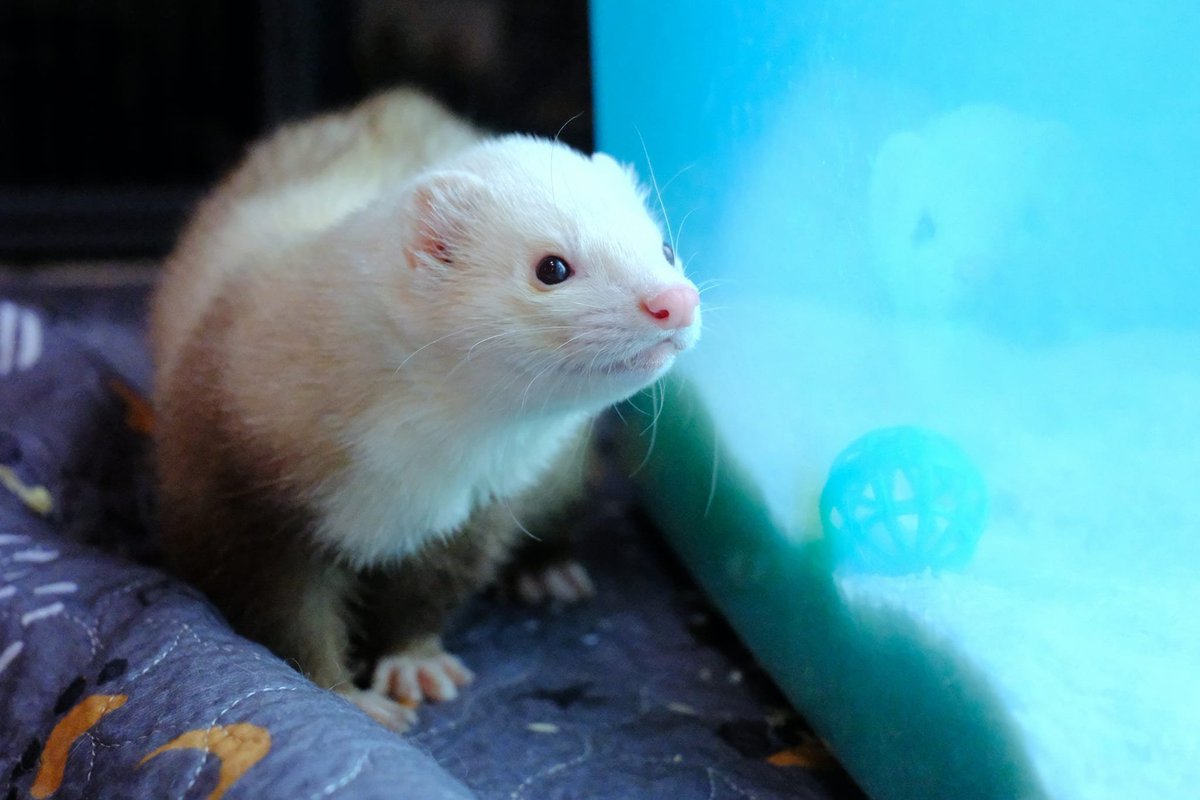 Ferret Zone tweet media