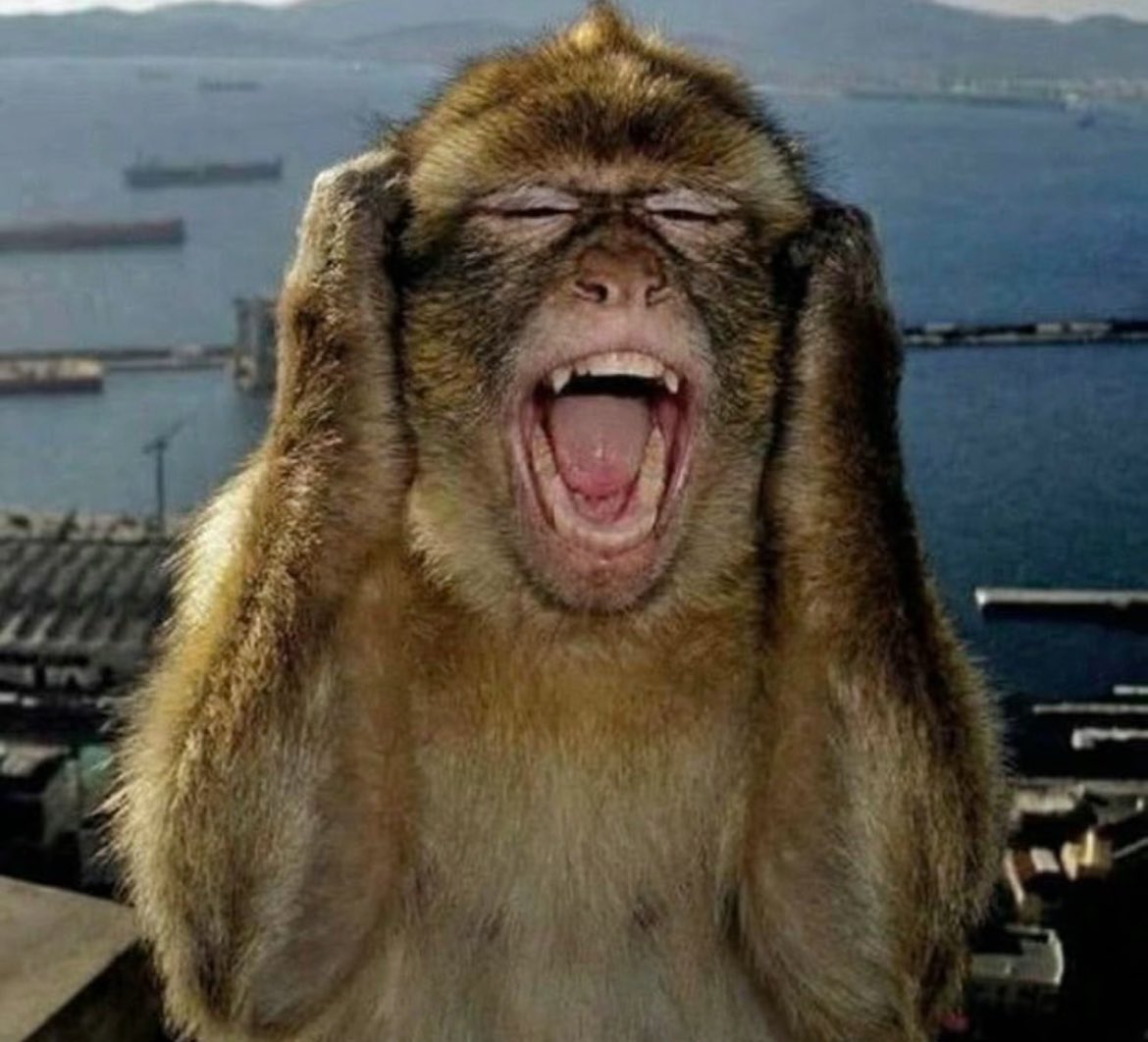 ᏕᎧᎩ ᏕúᎮᏋᏒ ᎴᏝ 🗝₊˚⊹ ♡ tweet media