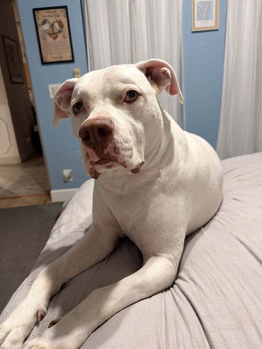 God Bless America tweet media