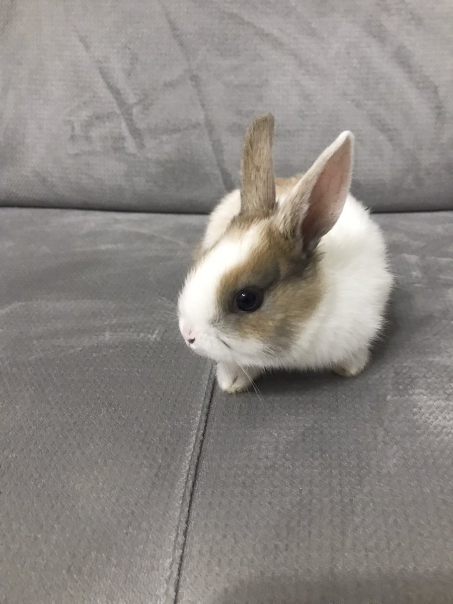 Ailemizin yeni üyesi 😊🐰