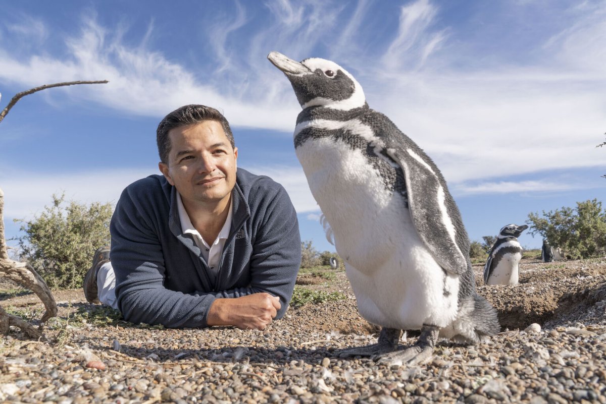 PatagonJournal's tweet photo. La #Patagonia no es solo belleza, es también fragilidad. Pablo García Borboroglu, biólogo marino y fundador de la Global Penguin Society, nos comparte en esta entrevista cómo la fotografía puede crear conciencia ambiental.

Leer aquí ▶️https://t.co/CDsqcXmoX0 https://t.co/jM9sUq79Dx