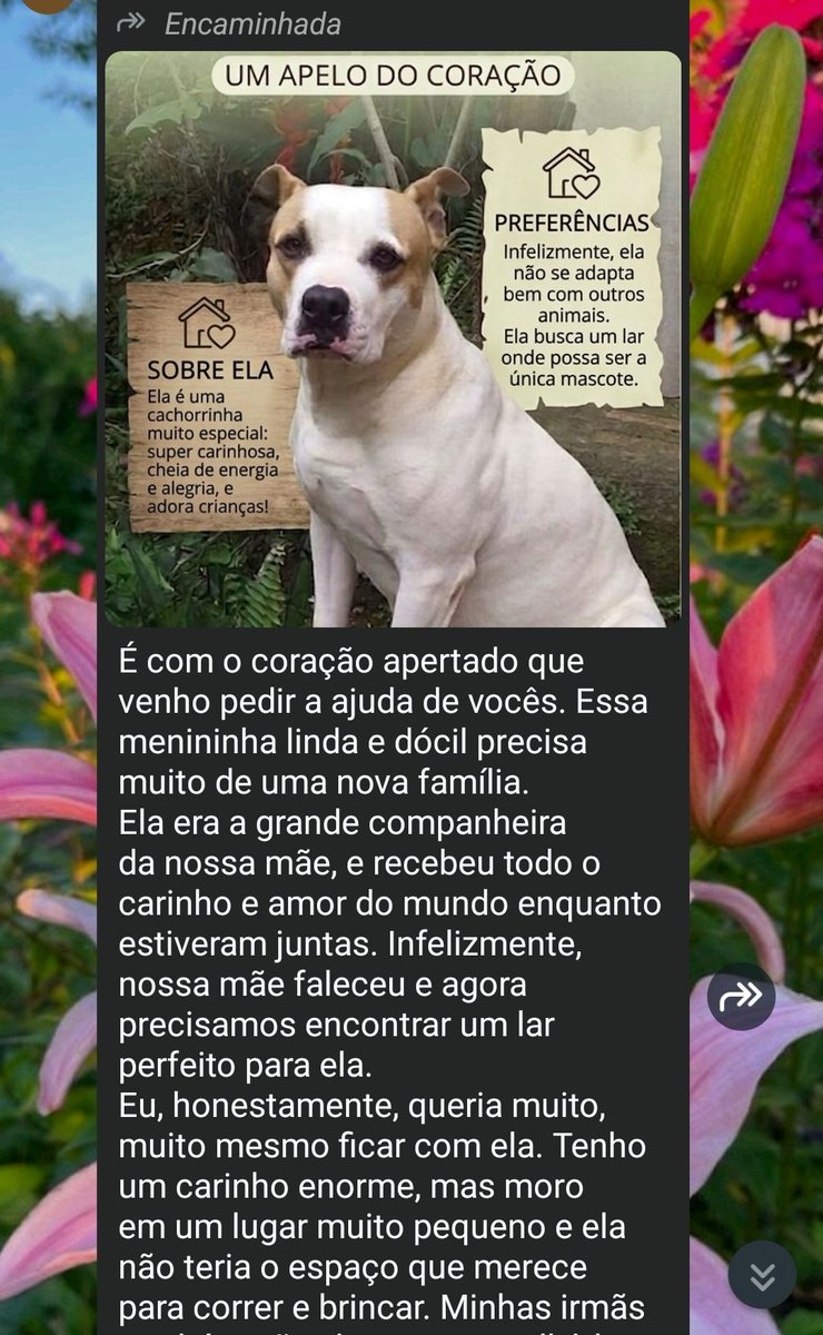 Rômulo L tweet media