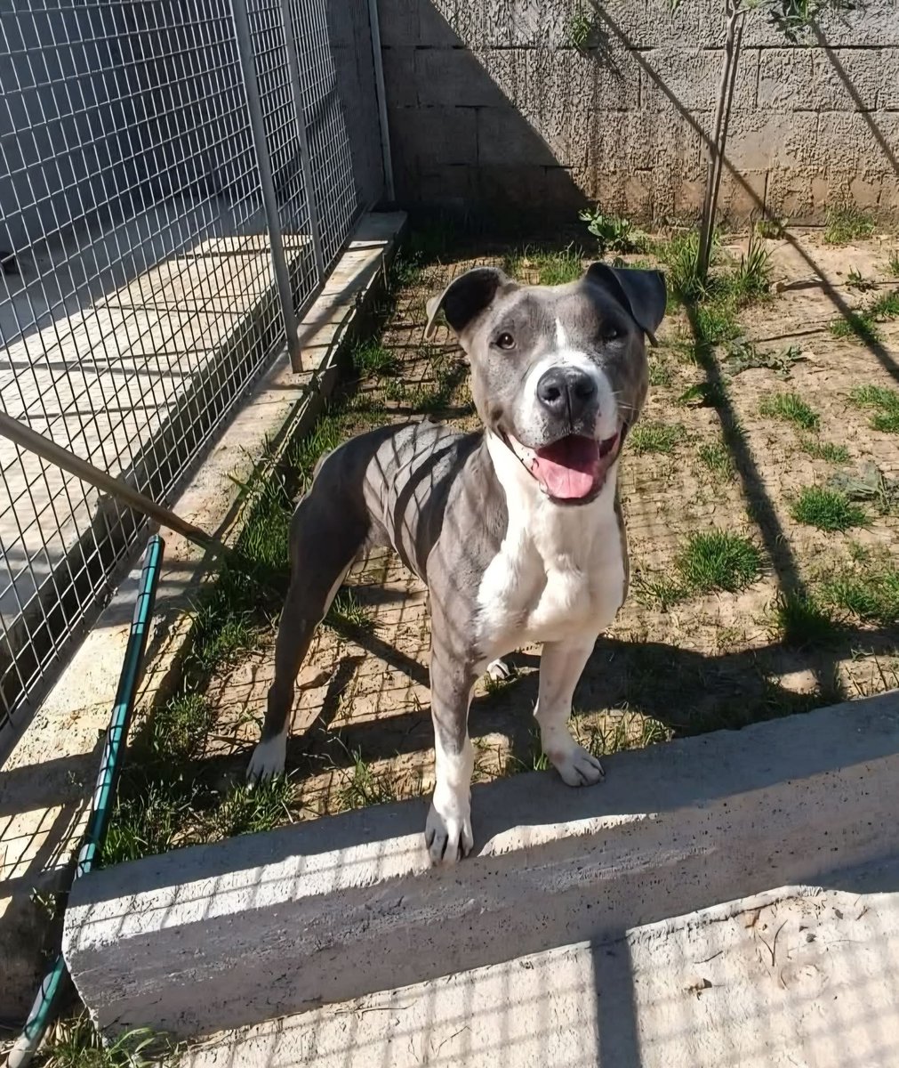 Ricevo,Carini(Pa)🐾 AMBRA recuperata è entrata in canile il 28/10/2025 da allora vive chiusa in una gabbia,la 119 
È una pitbull femmina,nata il 06/06/2024 (19,1 kg)in regola con vaccini e test negativi. Dolce piena di vita ❤️ma Ambra soffre terribilmente la gabbia😓320 9033987