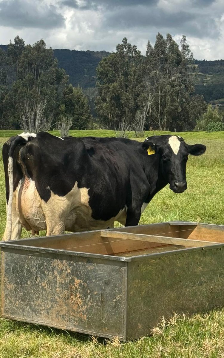 Pl Chiquinquirá Pasión Ganadera tweet media