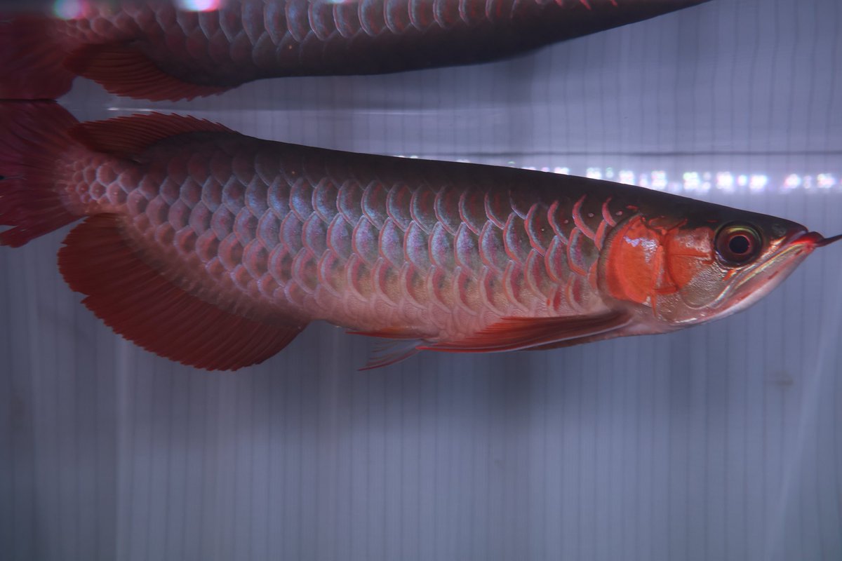 golyat_arowana's tweet image. あと1年くらい育てたら水温下げてみよう😙
けっこう餌絞ってるけども、体高でてきたな💪💪
健康的で美しい状態で長生きさせるんだ…！！！
#ONERED
