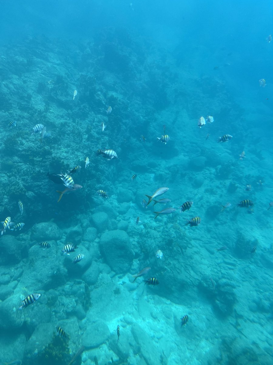 𝐶𝑜𝑐𝑜 🍋🟩 tweet media