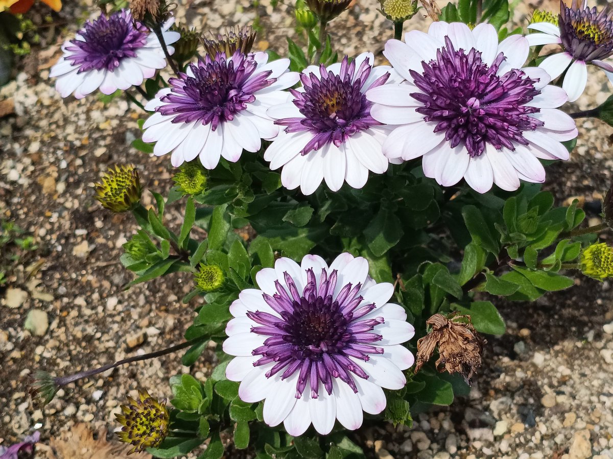 marutora993's tweet image. おはようございます^ ^☀️✨
 #花
 #photography 
 #photooftheday  
🤗✨