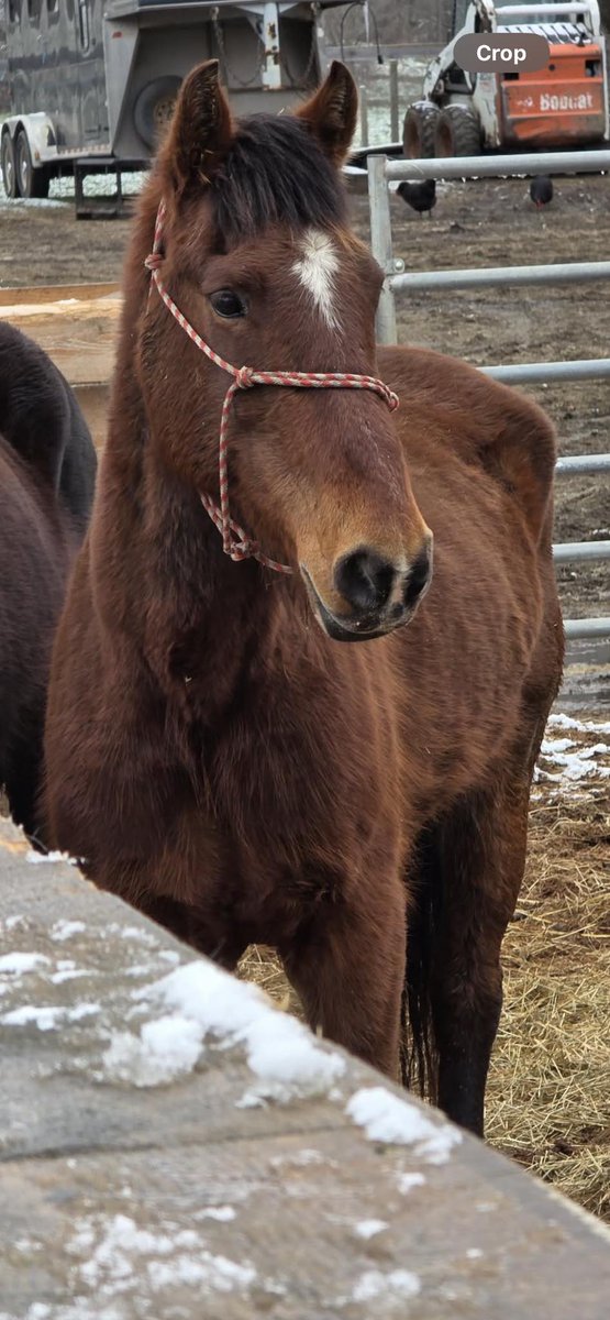 Salvation Wild Mustang Sanctuary tweet media