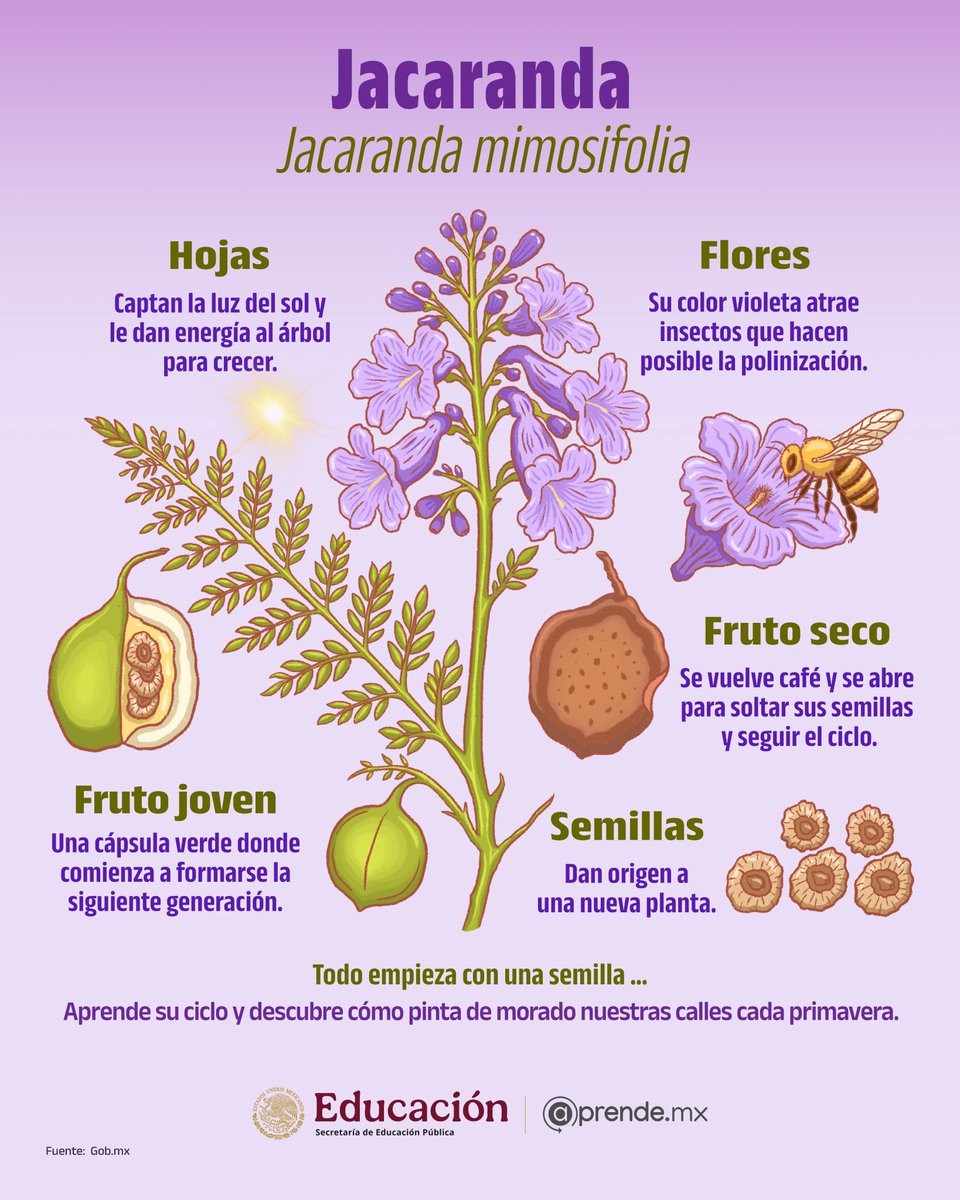 @prende.mx tweet media