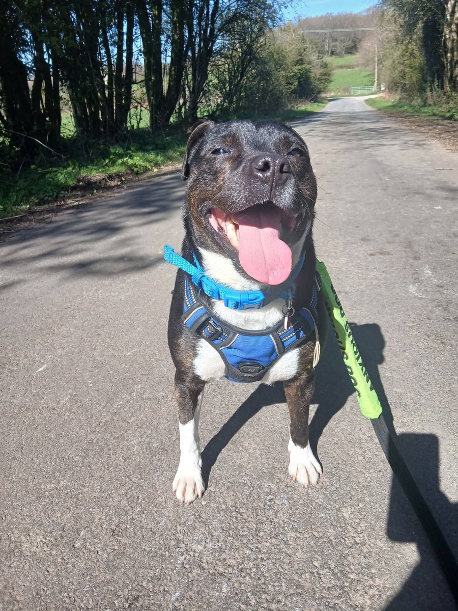 Senior Staffy Club Dog Rescue tweet media