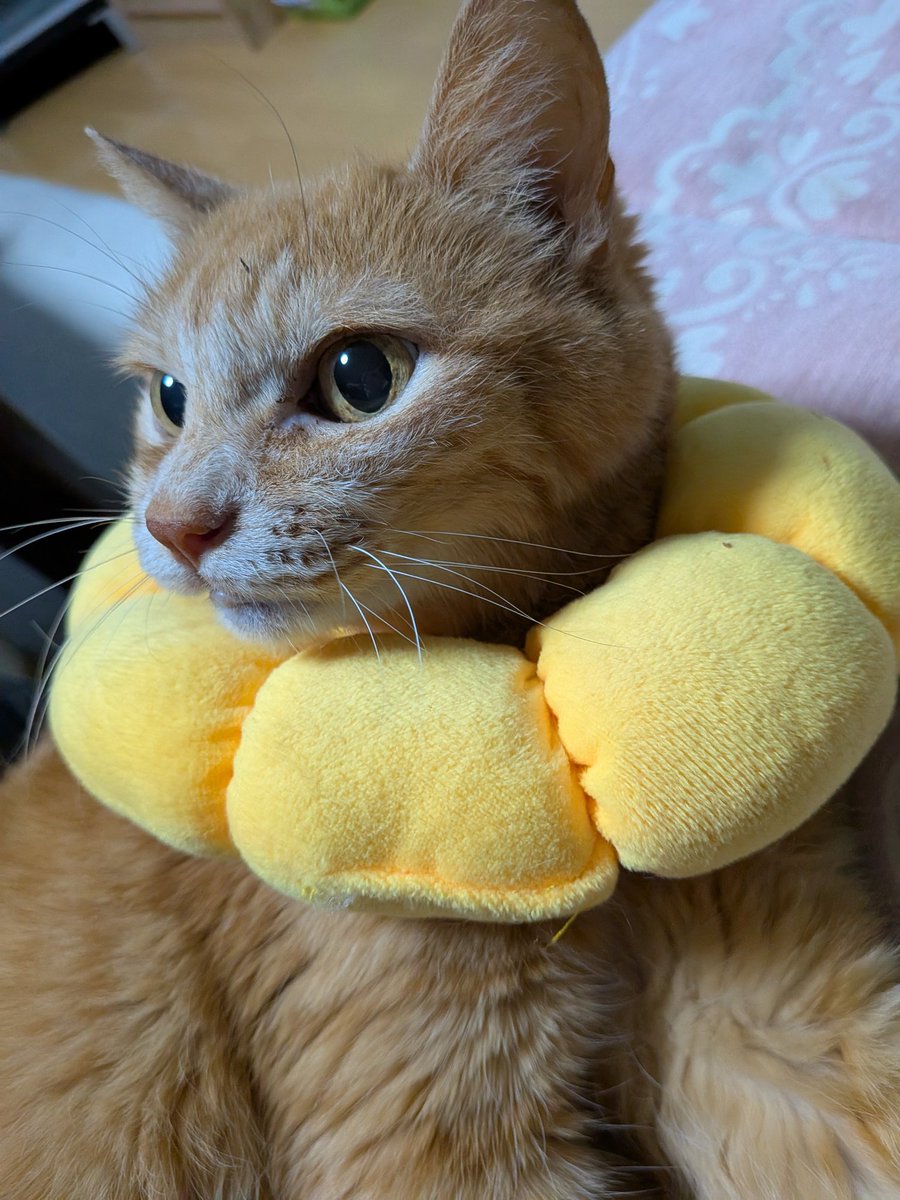 R.T( ￣▽￣)と、みぃさん❣️ tweet media