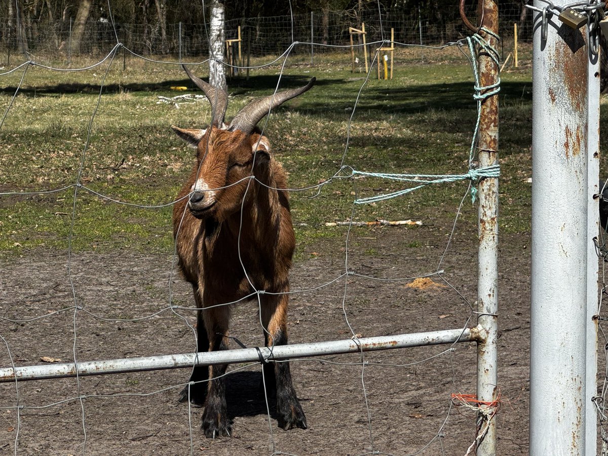 ᗪIE ᕼᗩᑎᔕEᑎ tweet media