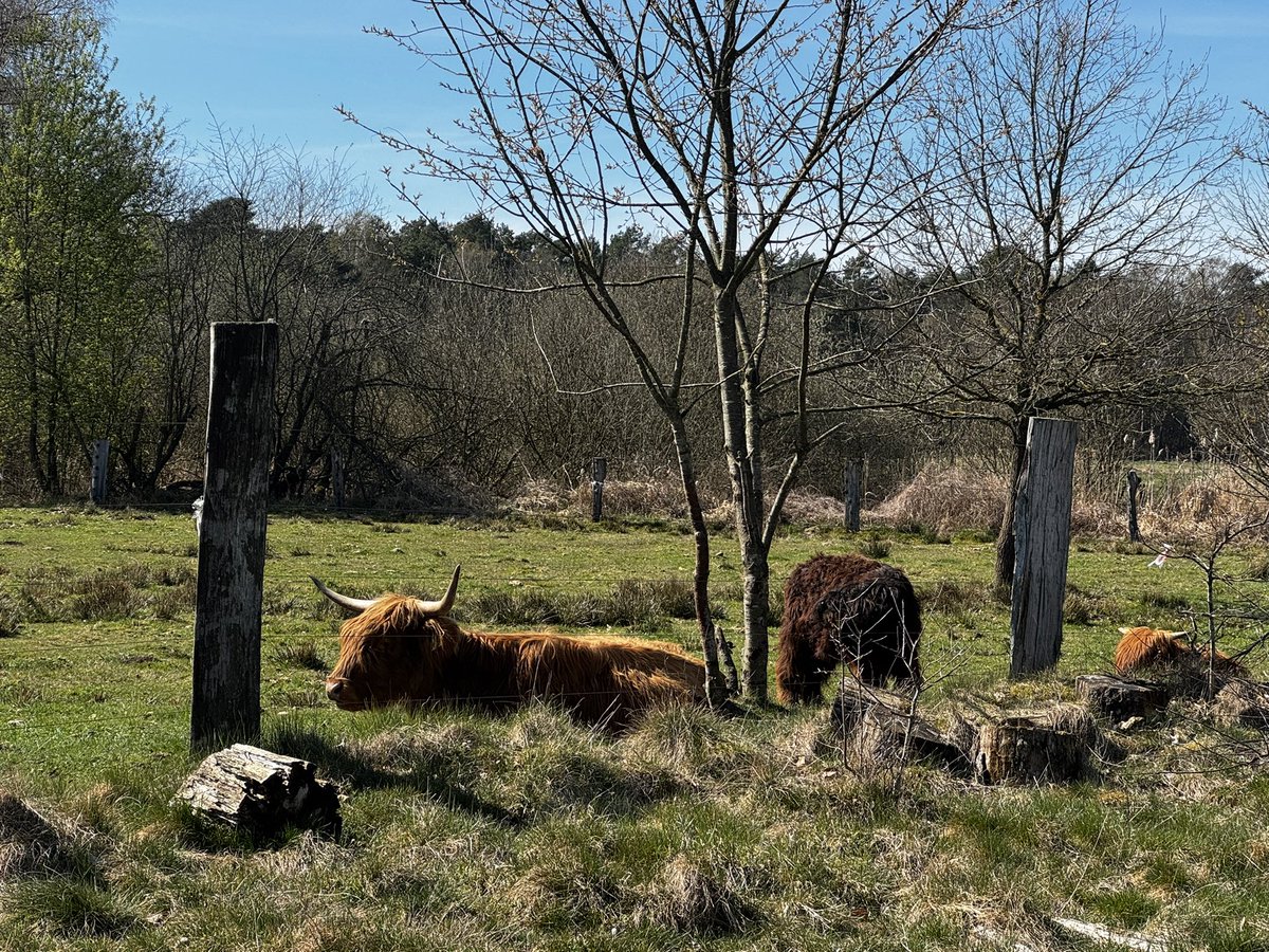 ᗪIE ᕼᗩᑎᔕEᑎ tweet media