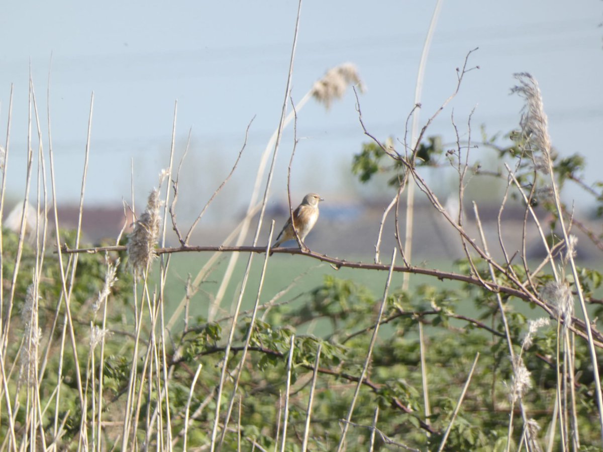 marksmith1986's tweet photo. Common Linnet on the Freshney 

#river #freshney #wildlife https://t.co/qgsBiAVABX