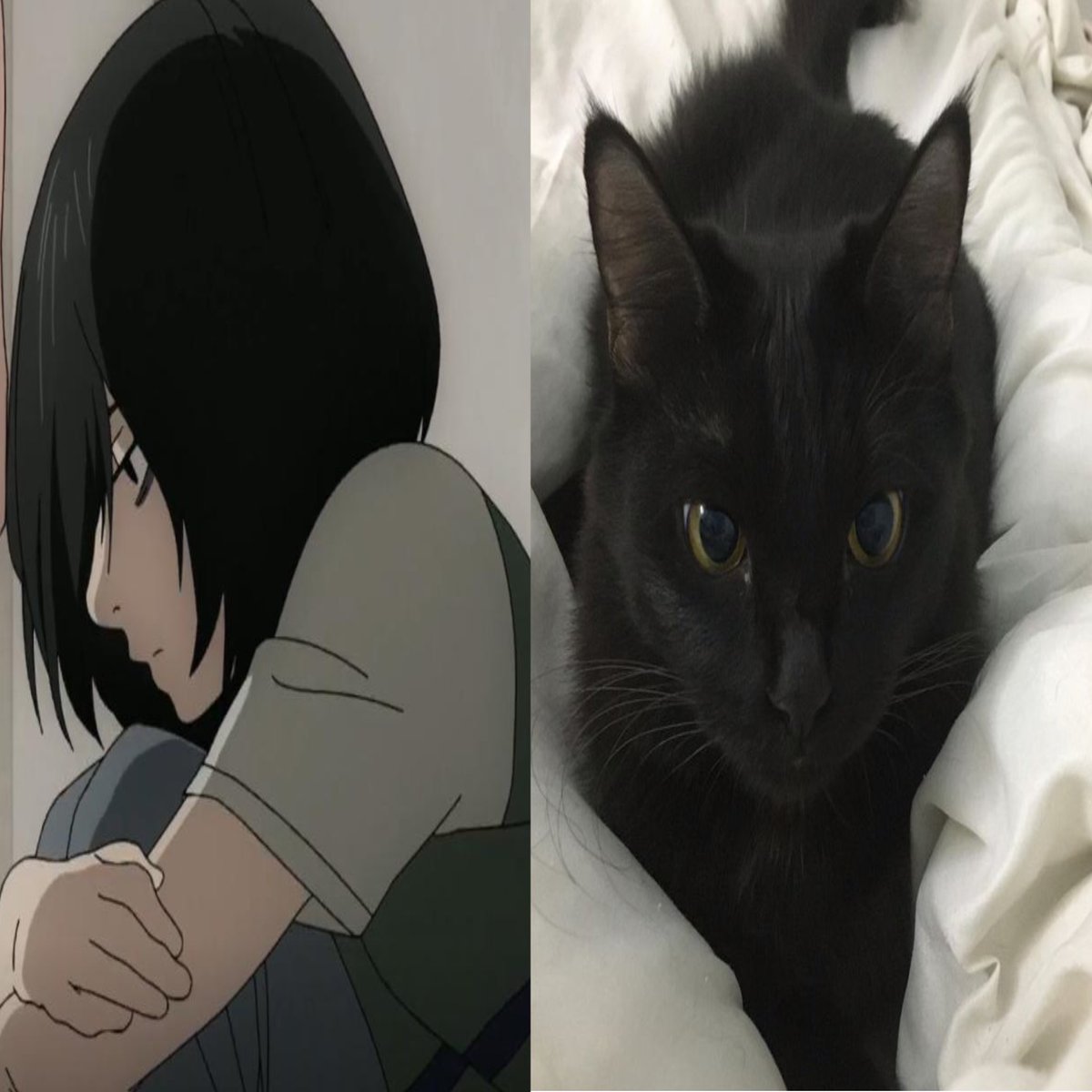 shuji nakaumi of #shedtwt tweet media