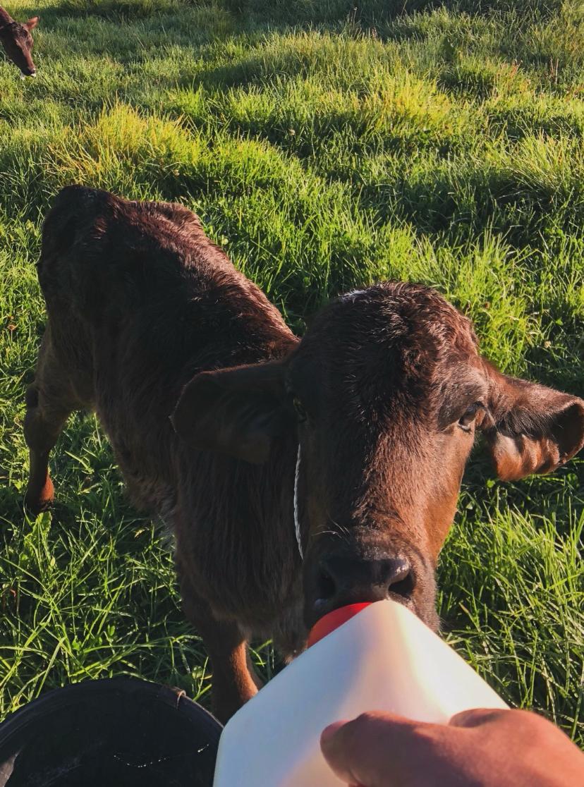 Pl Chiquinquirá Pasión Ganadera tweet media