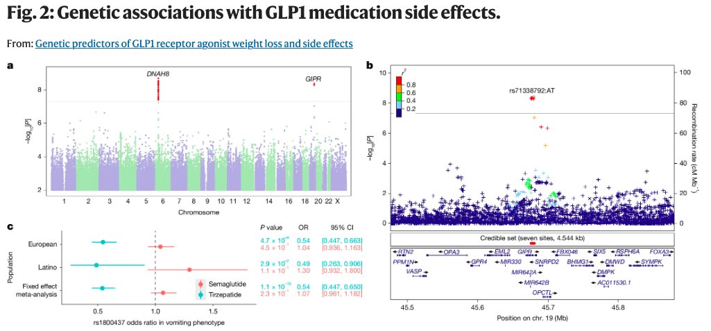 ObesitySeen's tweet photo. Uno de los primeros estudios genéticos con barrido GWAS para determinar mayor eficacia de GLP1 (- 0.75 kg) en el gen receptor GLP1. + variación en GIPR con náuseas o vómitos relacionados con tirzepatida. @sociedadSEEN @SociedadSeedo @TuendocrinoSEEN 
https://t.co/XpC86vyEdA https://t.co/QOwzbJ3NV0