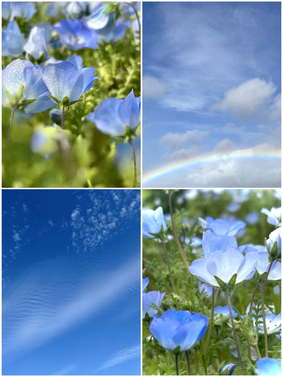 はな *:.。.ᴴᵃⁿⁿᵃʰ ︎.。.:* tweet media