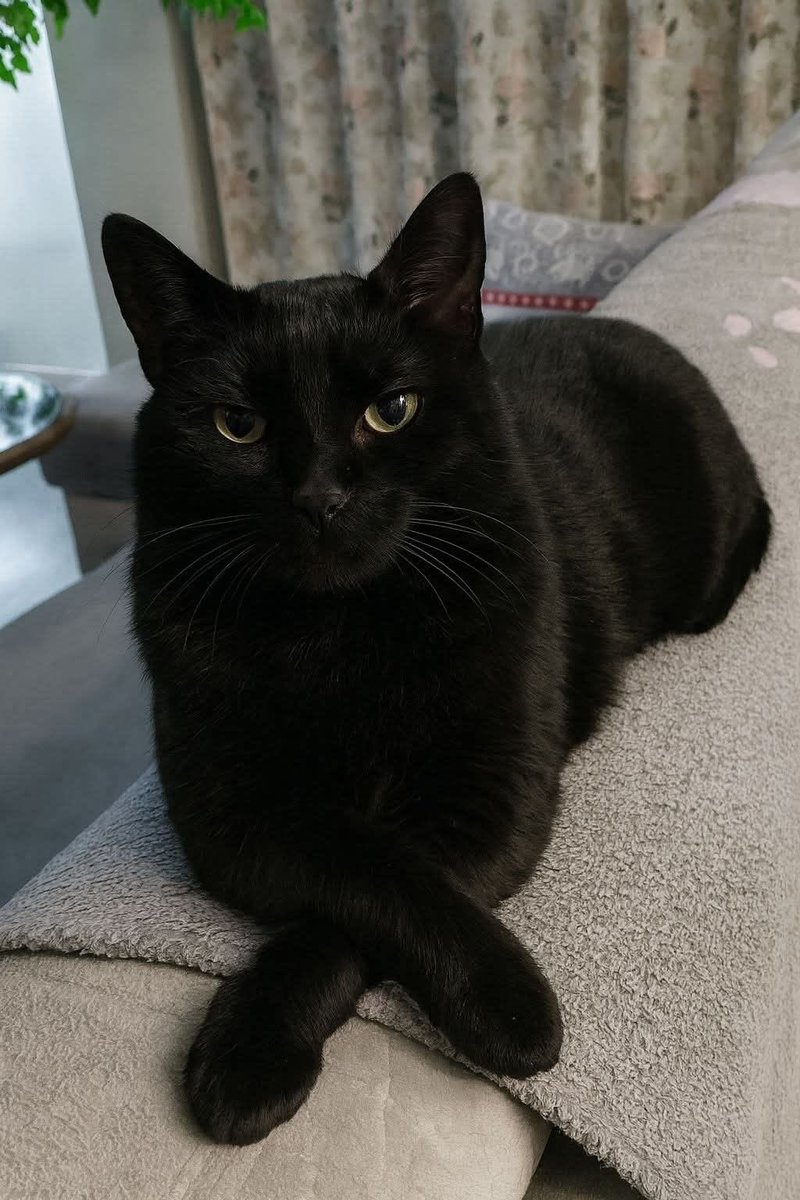 Mi gato Dinamita 🐦 tweet media