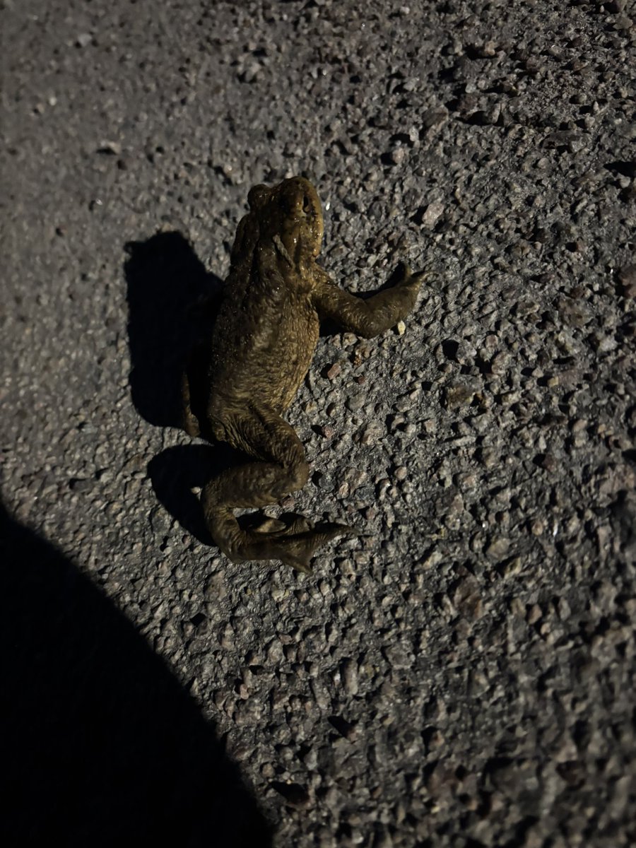 ⚢ ☭ Sofia smegmathing (they/them)☭ ⚢ tweet media