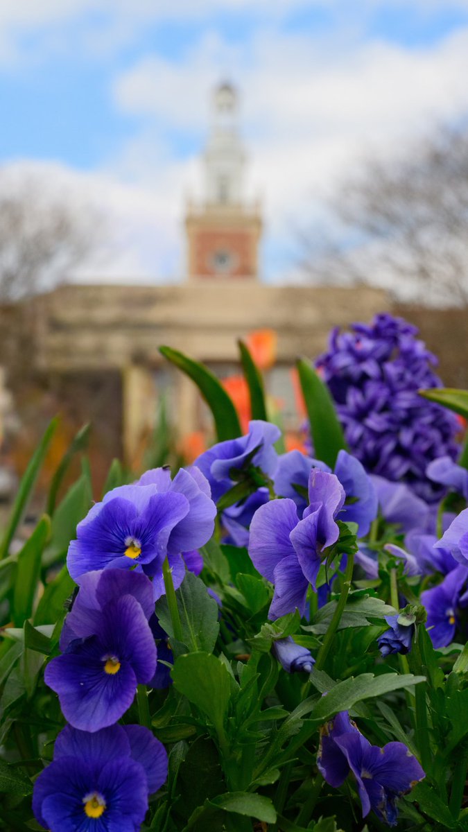 Auburn University tweet media