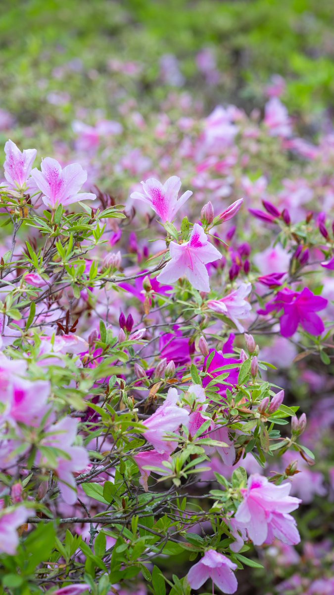 Auburn University tweet media