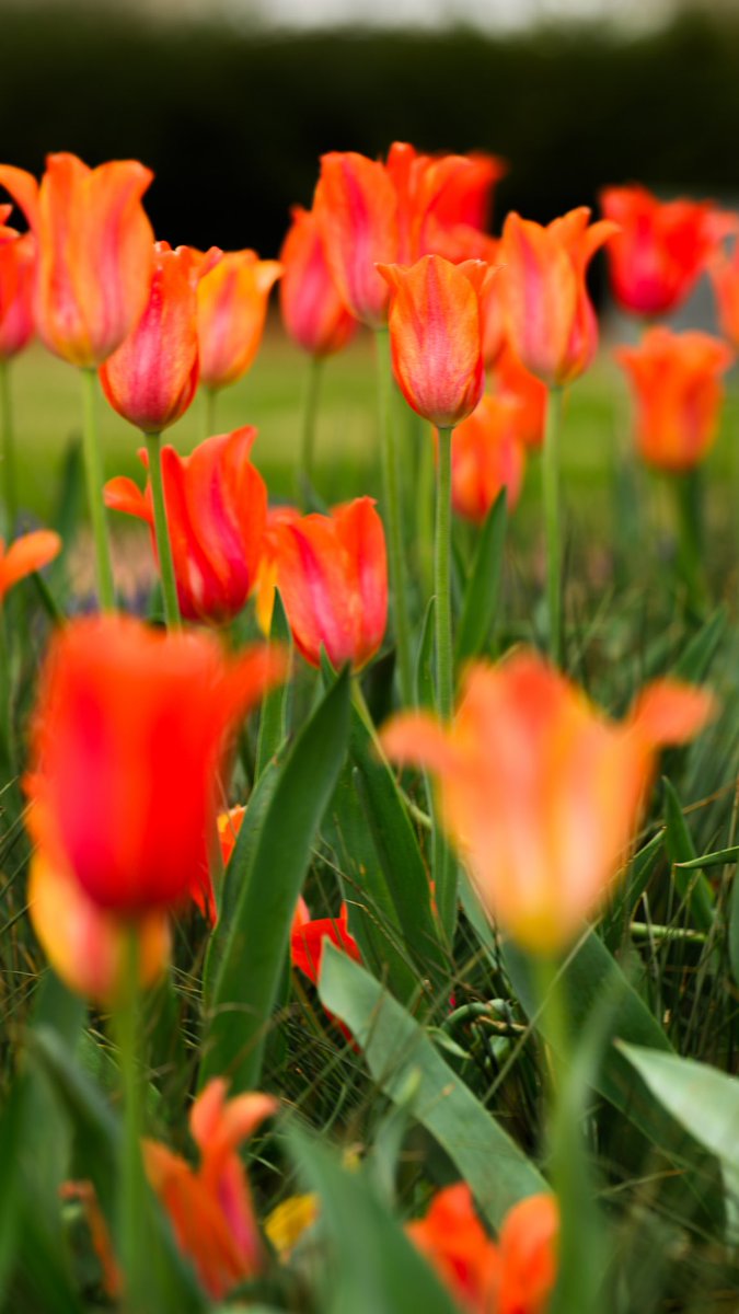 Auburn University tweet media