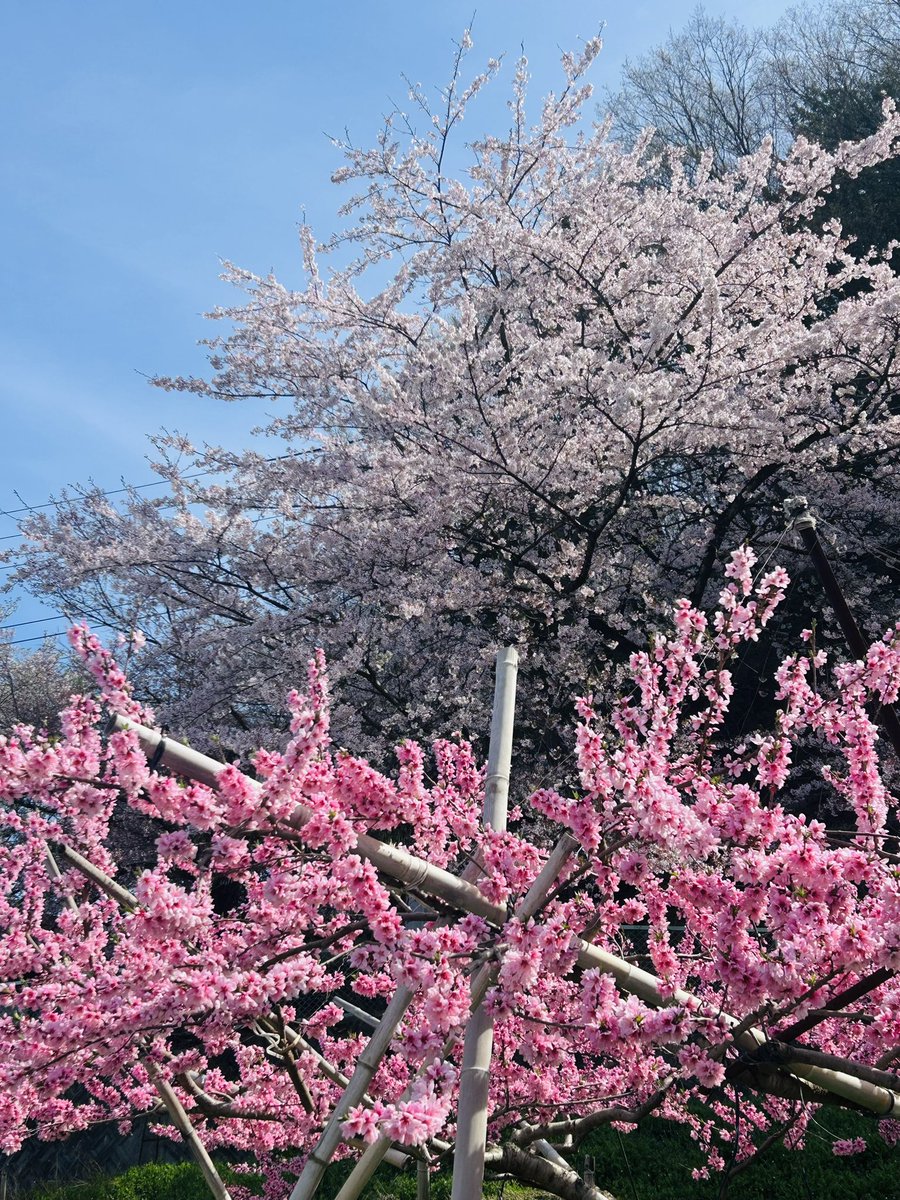 yoshitoshi583's tweet photo. 塩山桃源郷。。。

桃桜菜の花、鶯や鳥の囀り、　
まさにここは桃源郷
#甲州市 https://t.co/YjyR473gwl