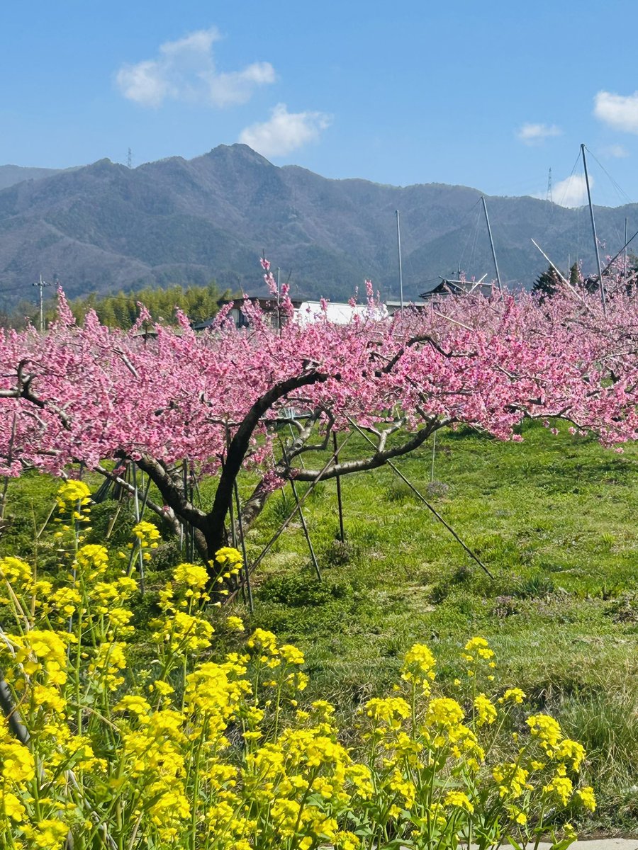 yoshitoshi583's tweet photo. 塩山桃源郷。。。

桃桜菜の花、鶯や鳥の囀り、　
まさにここは桃源郷
#甲州市 https://t.co/YjyR473gwl
