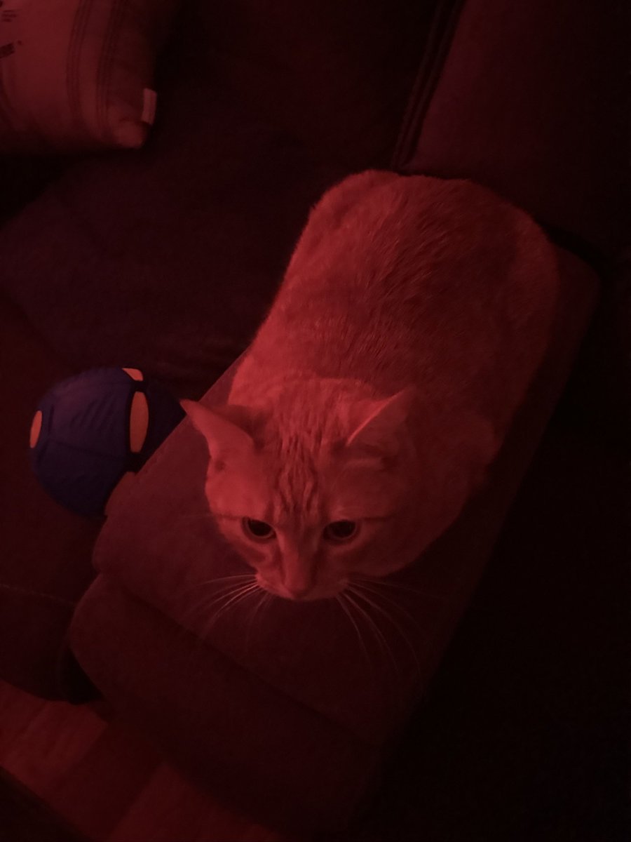 JennyPup Death tweet media