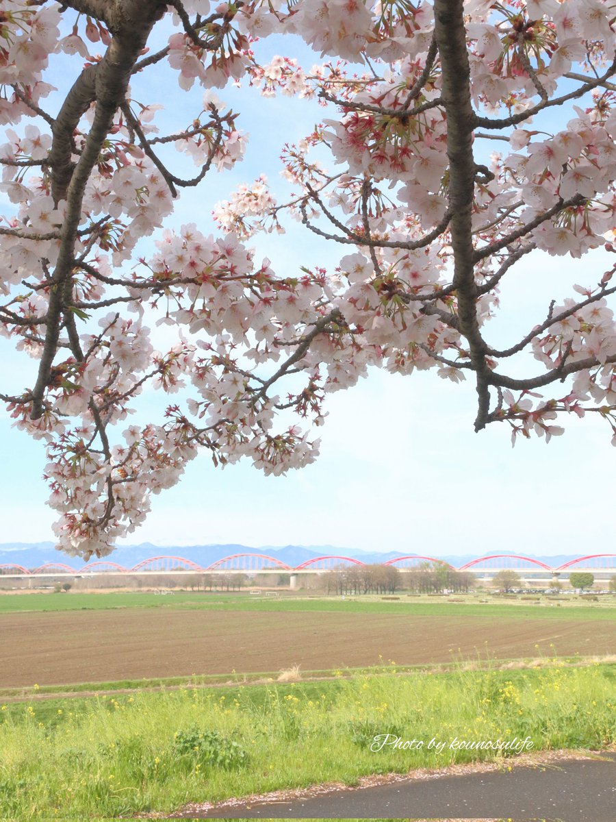 春色に染まる、鴻巣の特等席。
​桜と菜の花、そして荒川水管橋。
やっぱりこの季節が一番ですね✨
【2026.4.5撮影】
#鴻巣市 #荒川水管橋
#コスモスアリーナふきあげ