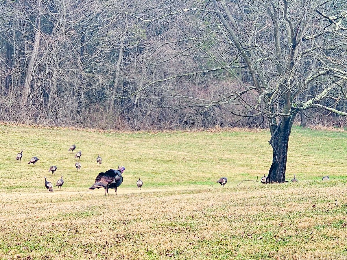 HectorCantres's tweet photo. Crazy turkeys! I had to hit the breaks 'cause about 20 of these guys out of nowhere decided to cross the road like no cars were coming. ๐คฃ It's always cool to see them around.
#birds #BirdsOfTwitter #SpringTurkeys #turkeys #wildlife #WildTurkeys https://t.co/1RhHv306sG