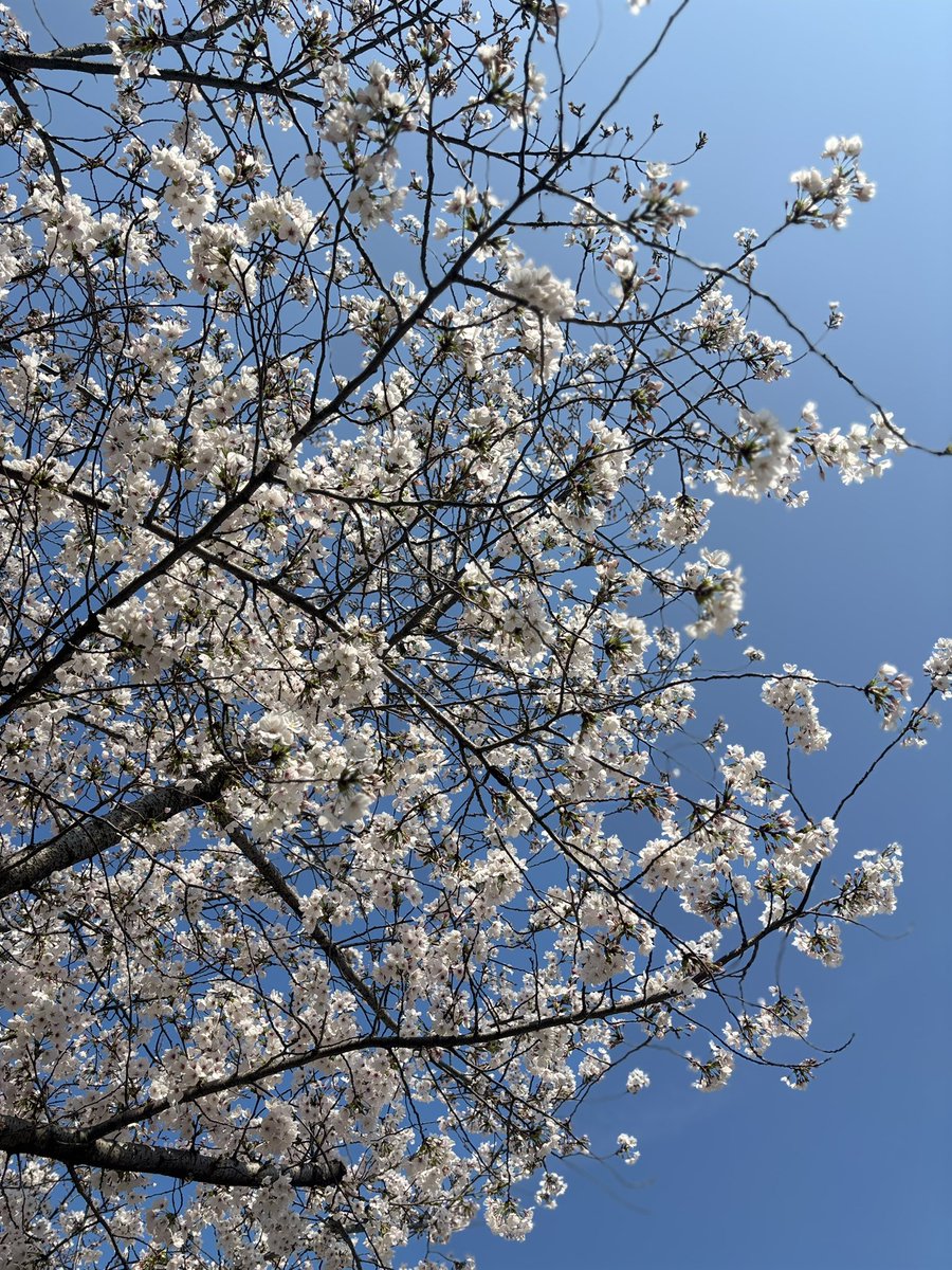 おはようございます。

昨日は自分の入学式でした。
2年間、学生します。

この道でいい？
今でいい？

迷ったり悩んだりしながら、最後は勢いで決めました。

いまは不安がすごい…笑
応援してもらえたら嬉しいです。

まずは、、いっぱい学割使おうかな 笑

#おはたく 
#もーにー